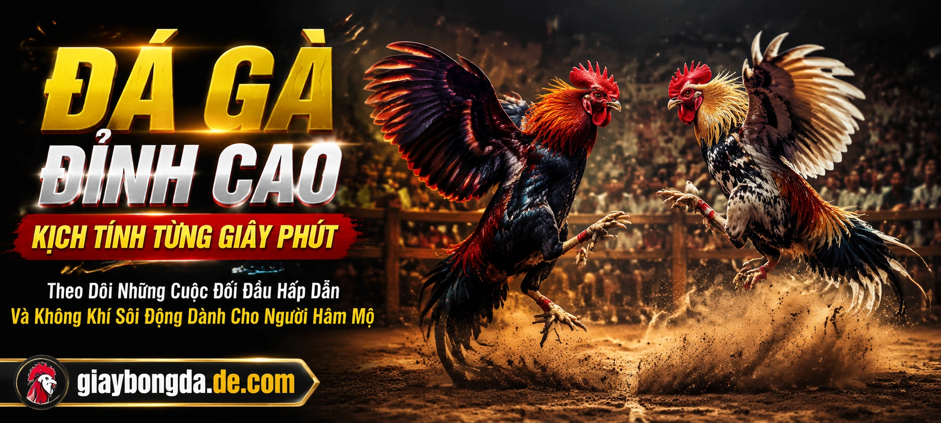 Đá gà trực tuyến với khung hình rõ và bảng kèo
